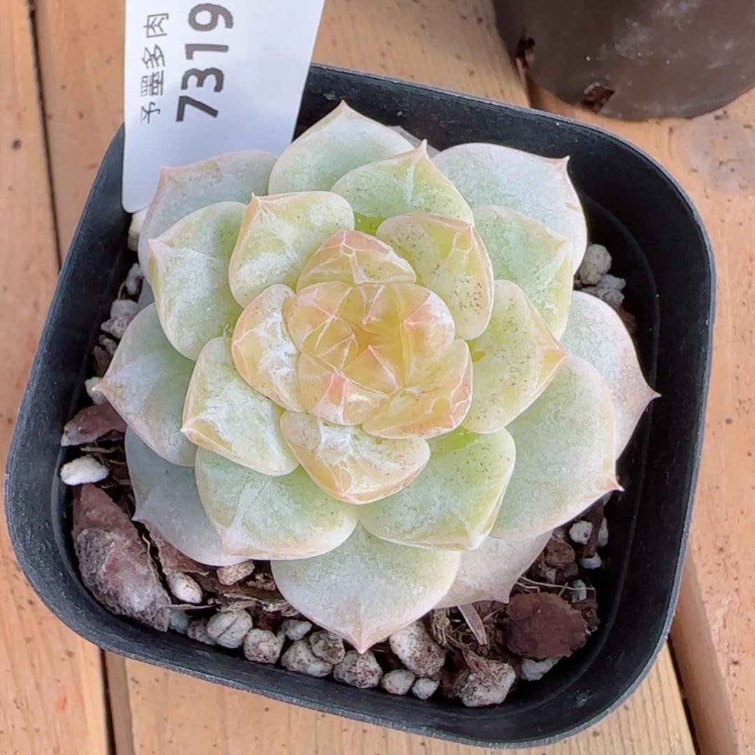 奶芙，7319多肉植物