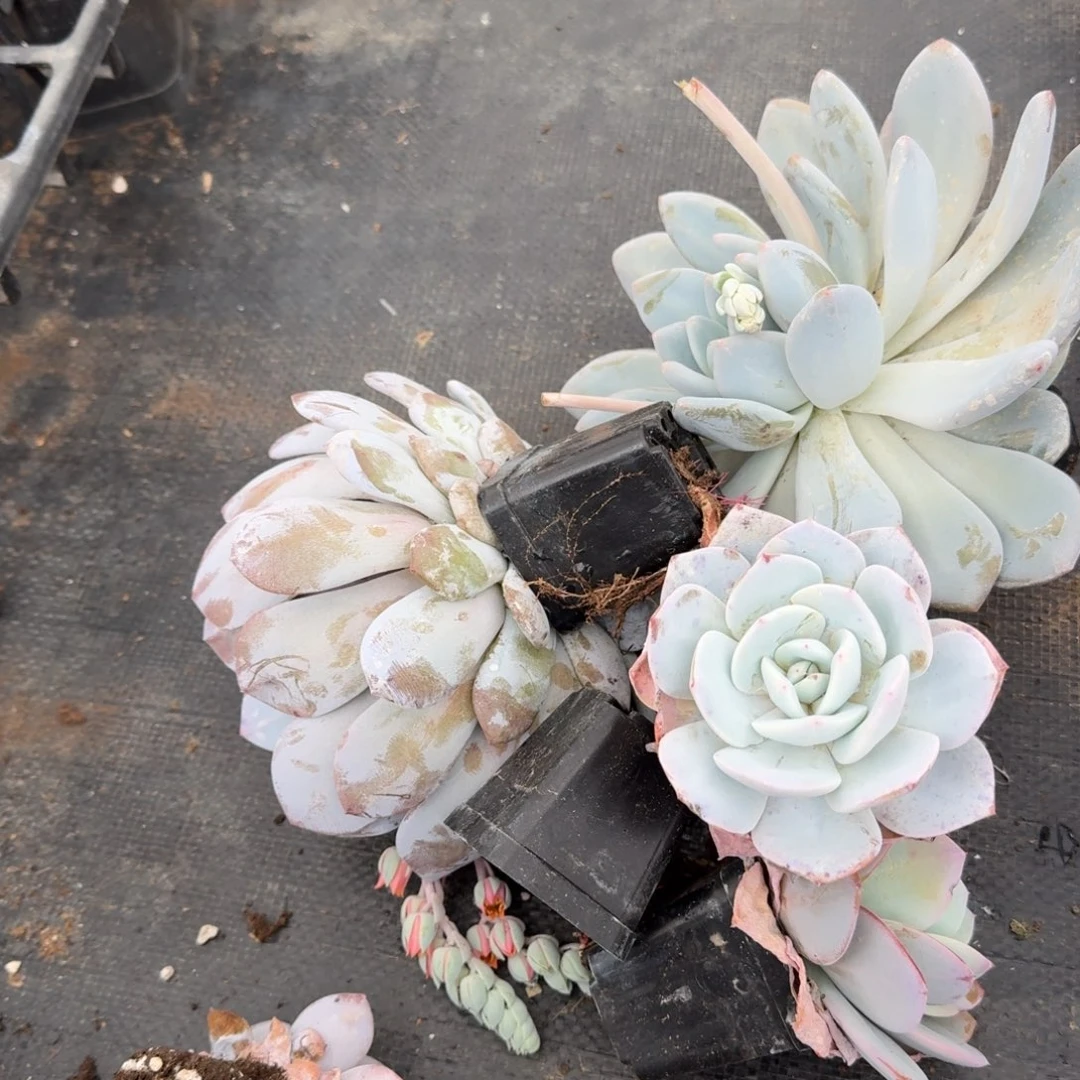 两大三小绿菜混合五颗量拍20-11左六