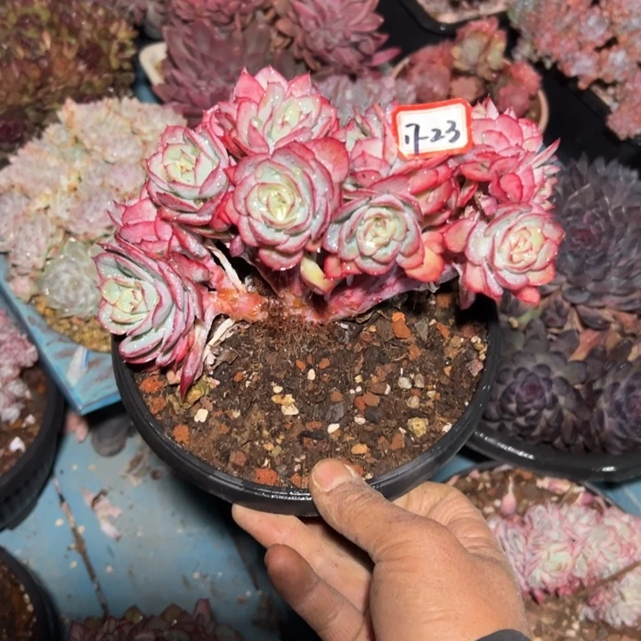 丽***精品多肉植物老桩