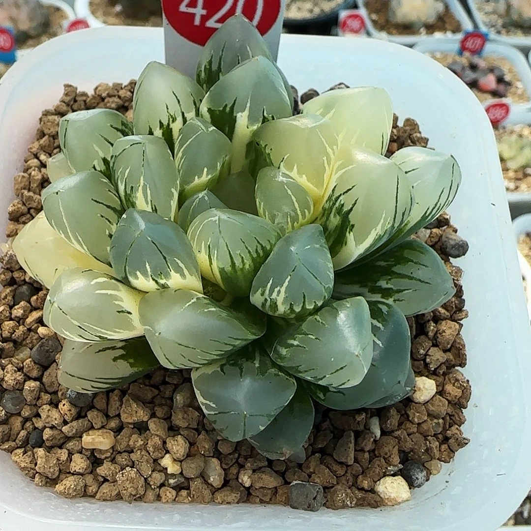 420号北极之光锦6.8左右一物一拍带盆土