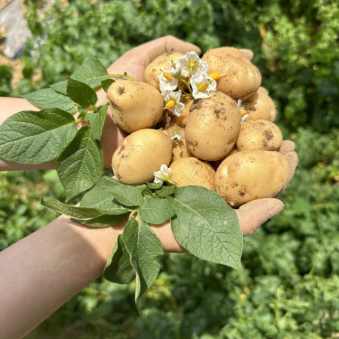 湖北恩施马尔科土豆高山黄心小土豆2025年新洋芋软糯香甜现挖现发