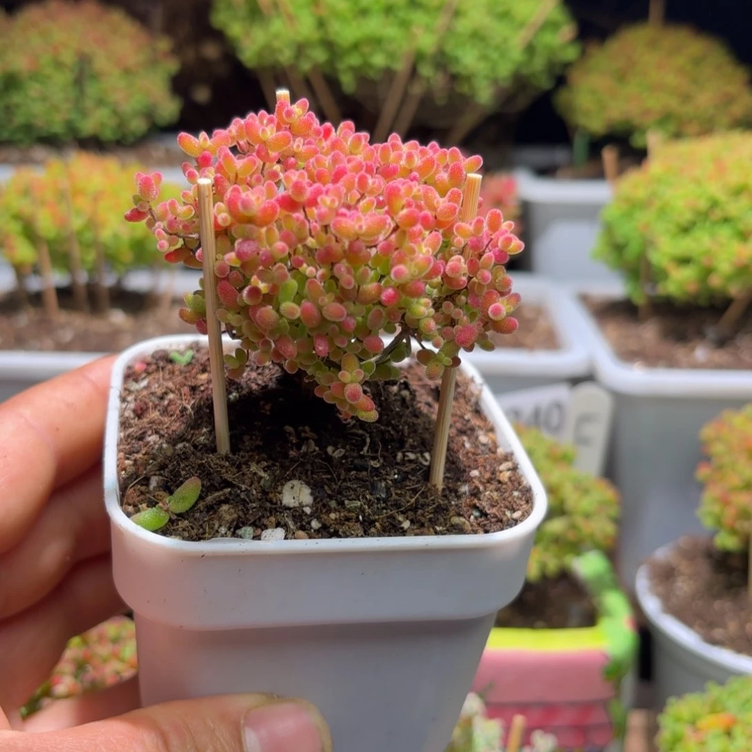 枝干番杏蜜橘A625