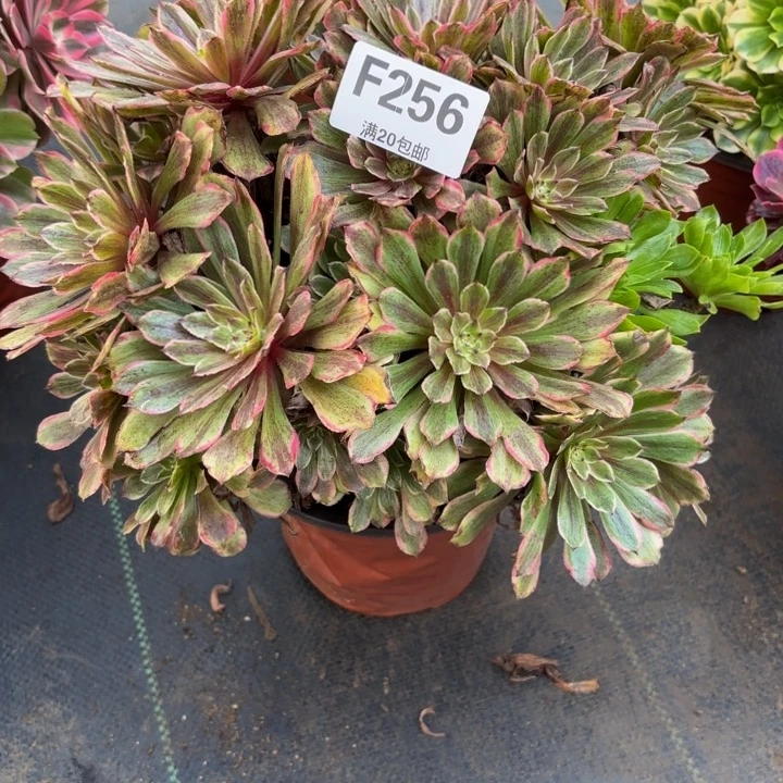 瑞妈，，，，。。。。256。粉黛，有断，