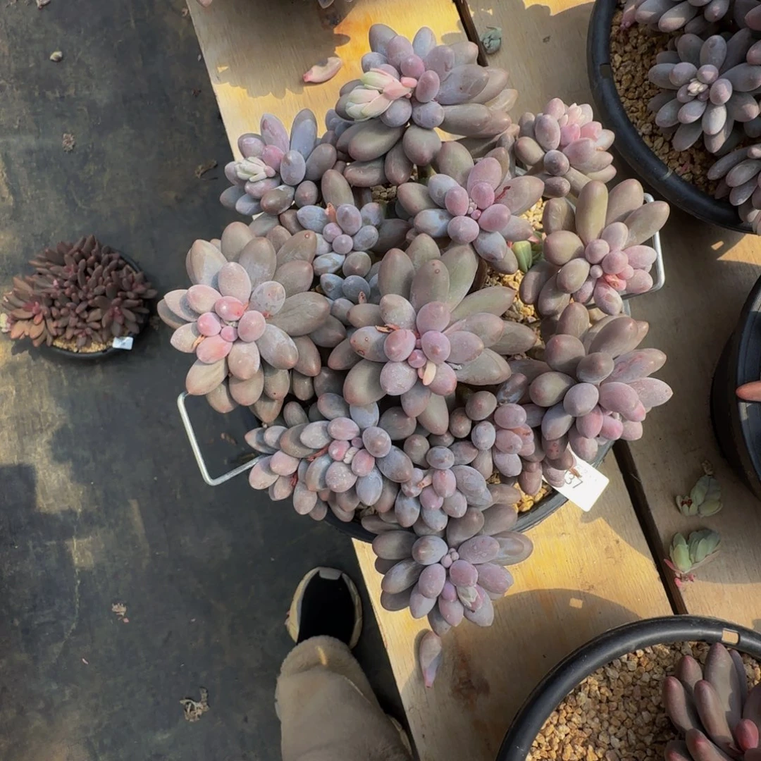 威****lj 37tang圆美人群生无砍