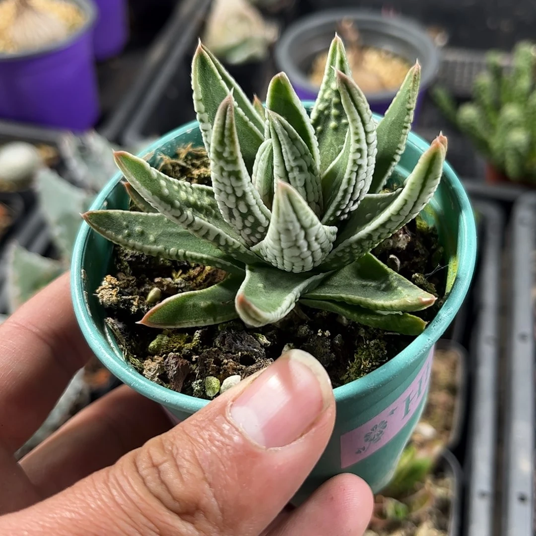 皇帝单头发货单头发货