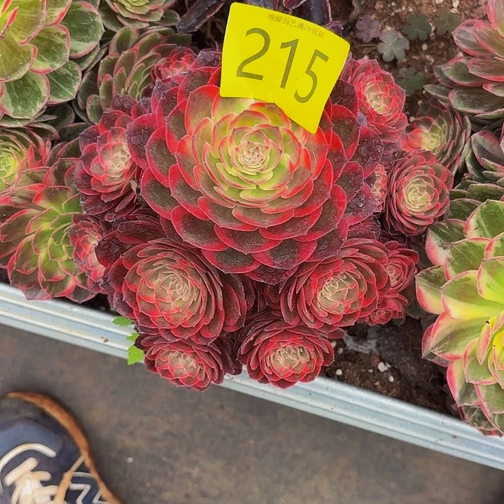 多肉植物福利来215