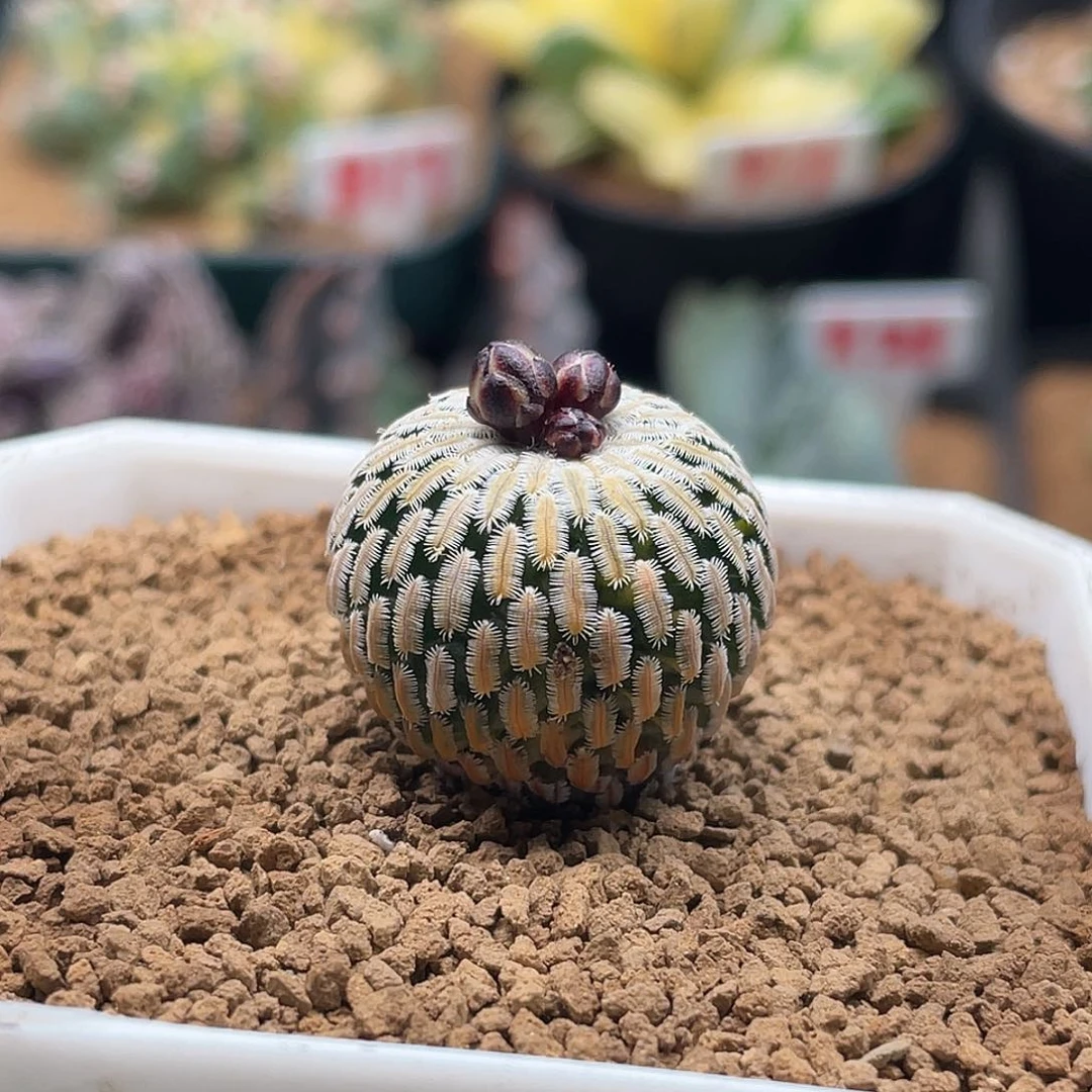 实生精巧殿仙人球多肉