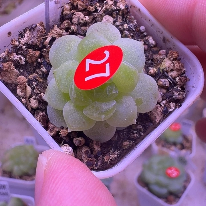甜心538四方盆一物一拍