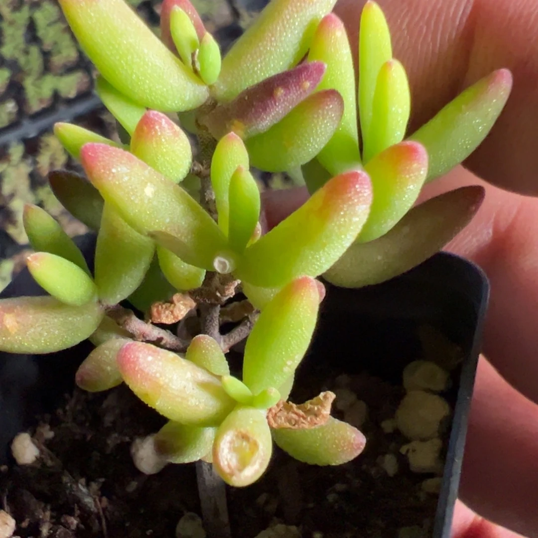 虞姬55杯老桩福利