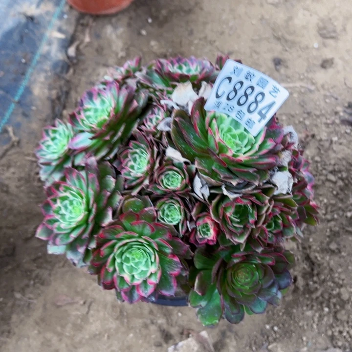 8884多肉植物法师法师