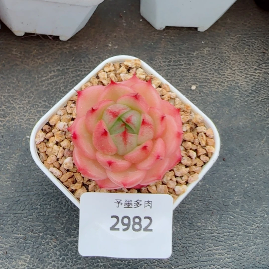 玉玲珑，2982多肉植物