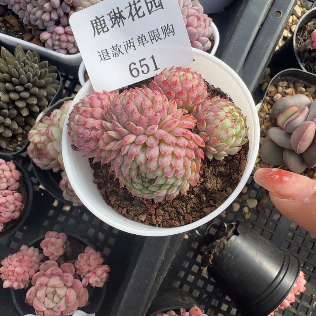 闪购精品多肉651号