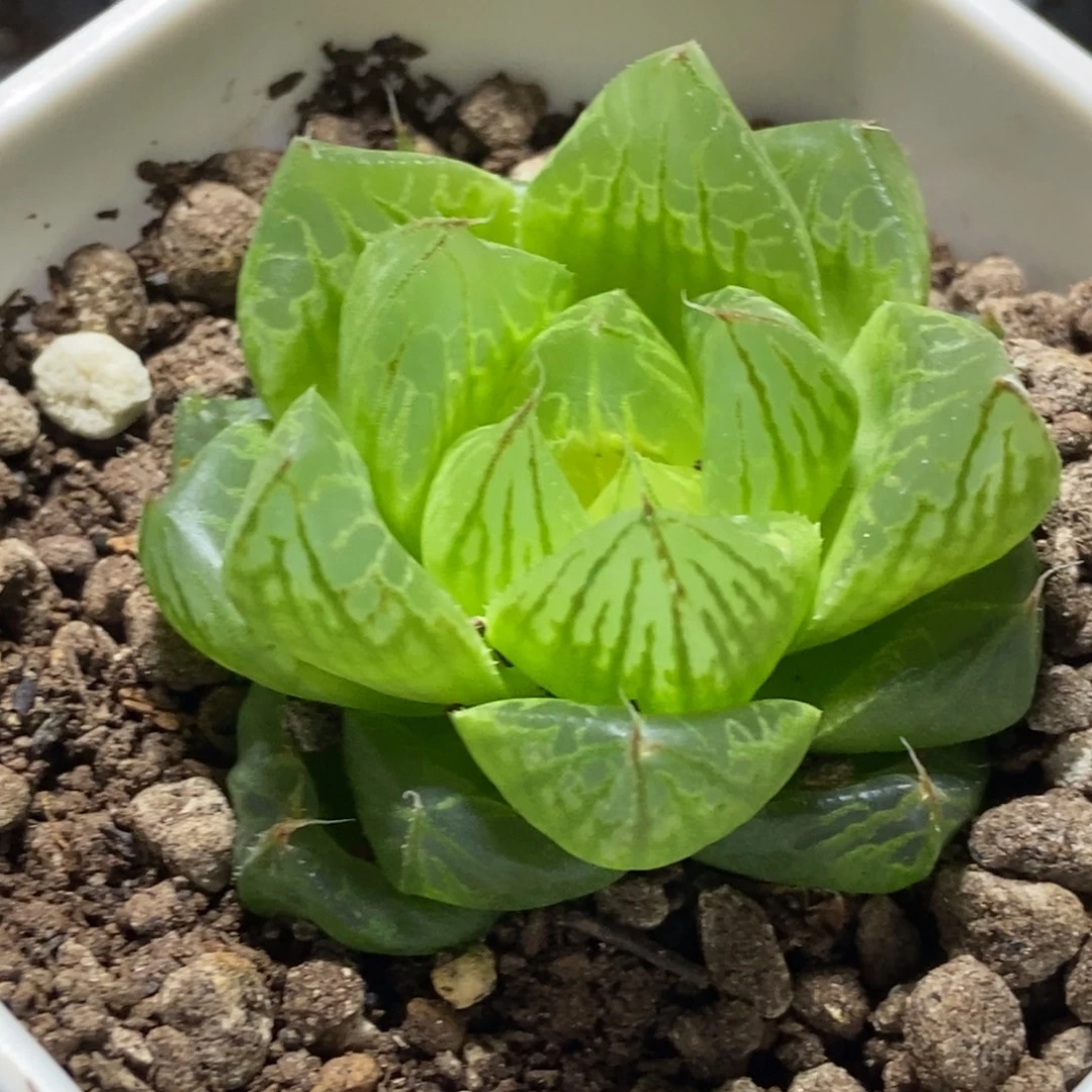实生玉露一物一拍