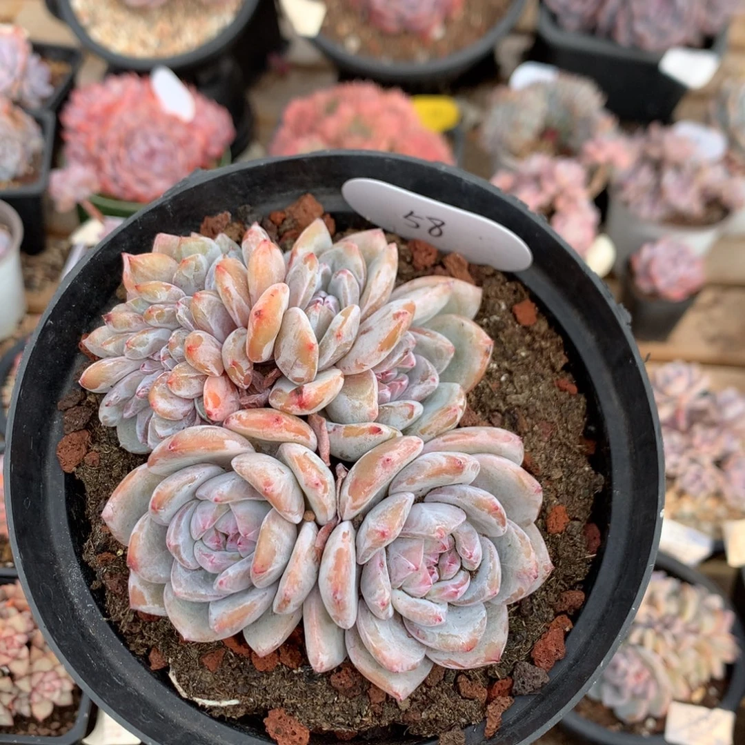 12厘米绿底石榴籽缀 58 无砍