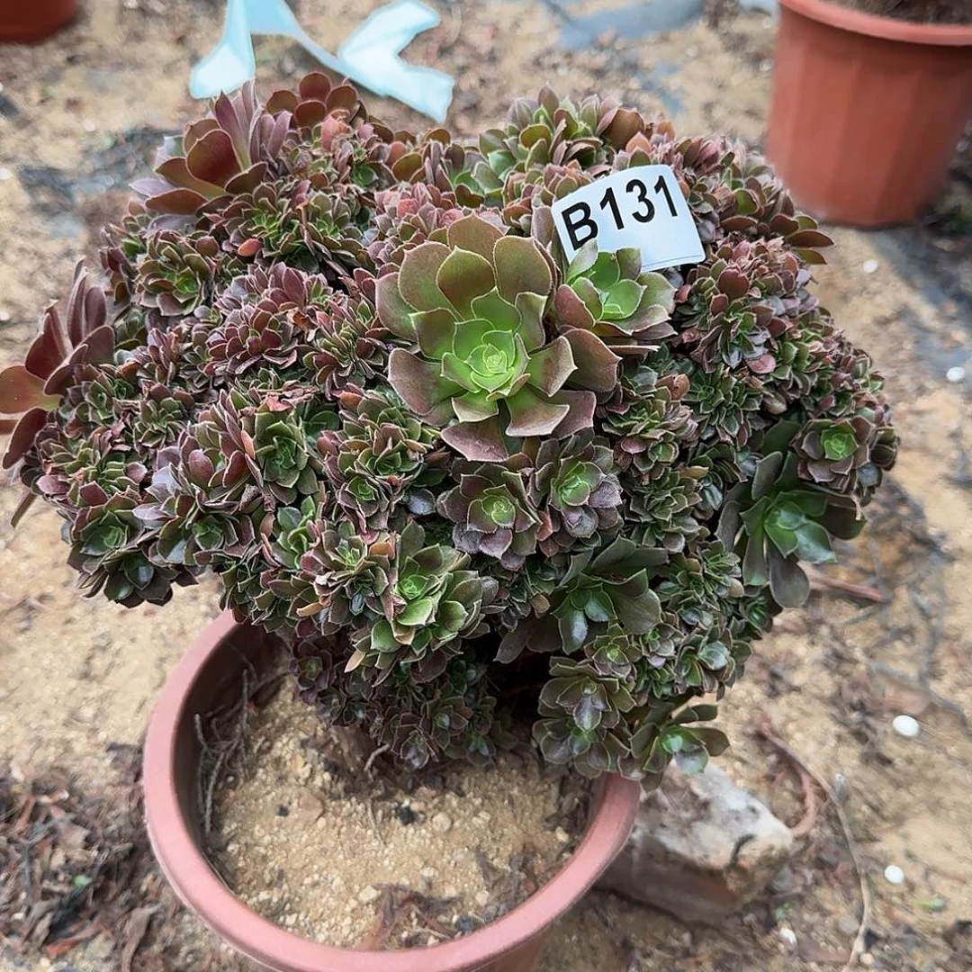 131玫瑰朵朵一颗34官府