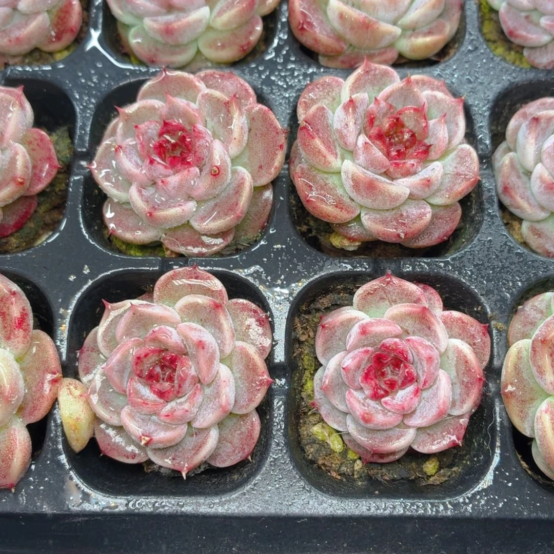 天鹅绒多肉9.9包邮发货