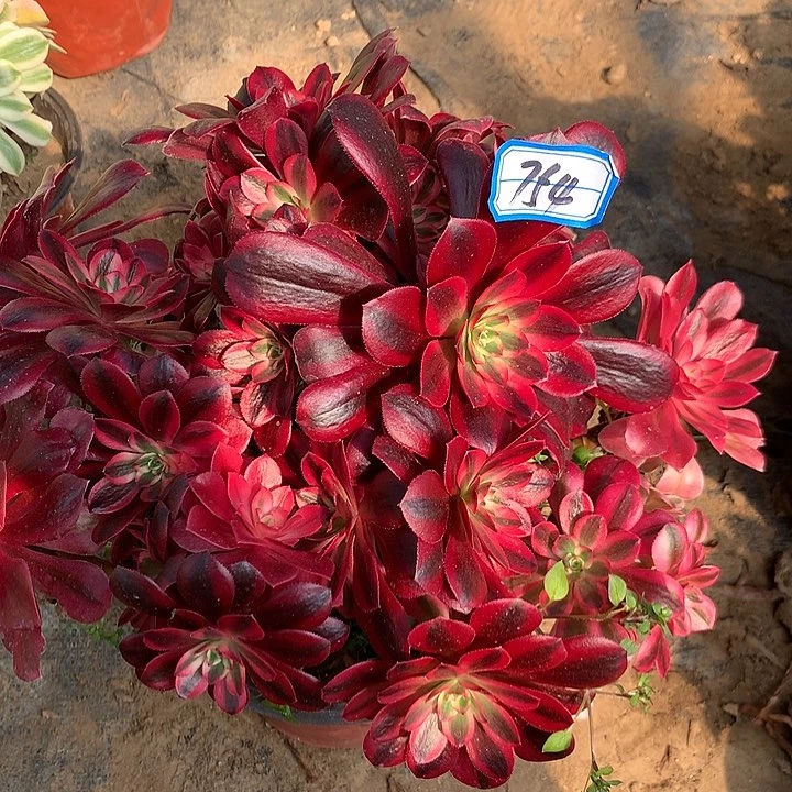 凤冠多肉植物754