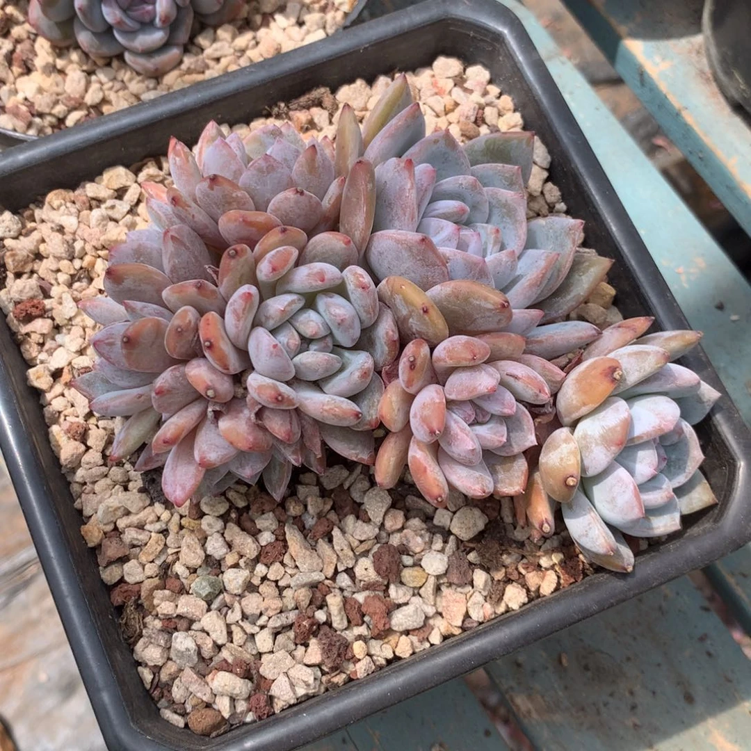 无花朵哈哈哈哈哈哈哈哈哈哈11