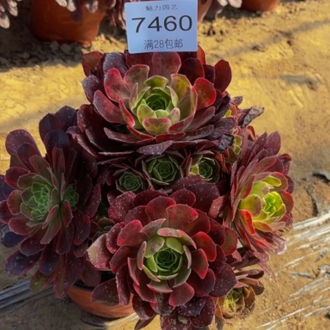 玫瑰多肉多肉肉7460