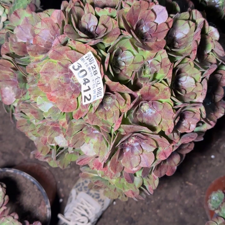 30412万拉丝不包断枝