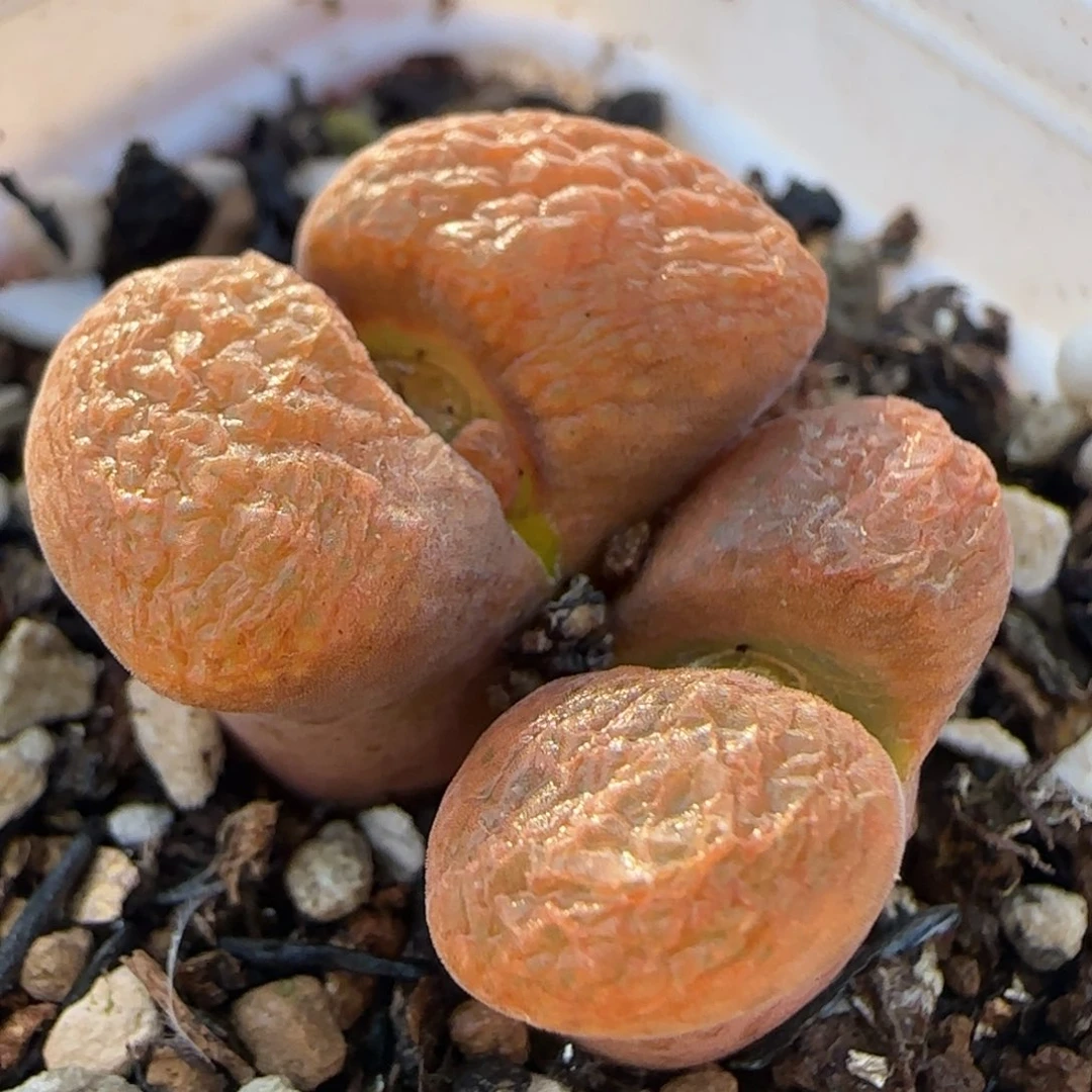 双头风铃多肉植物百科