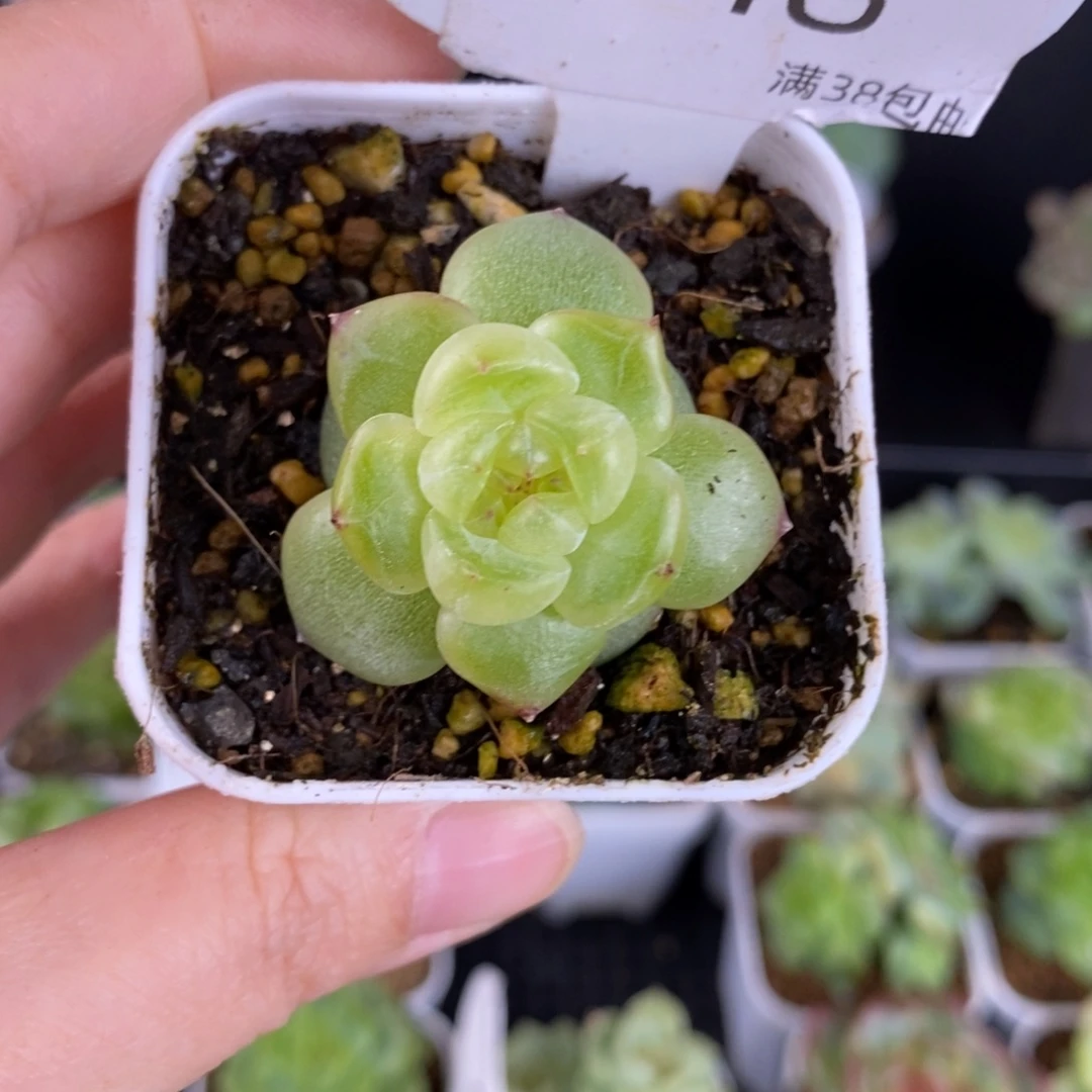 珍妮种播优选48号