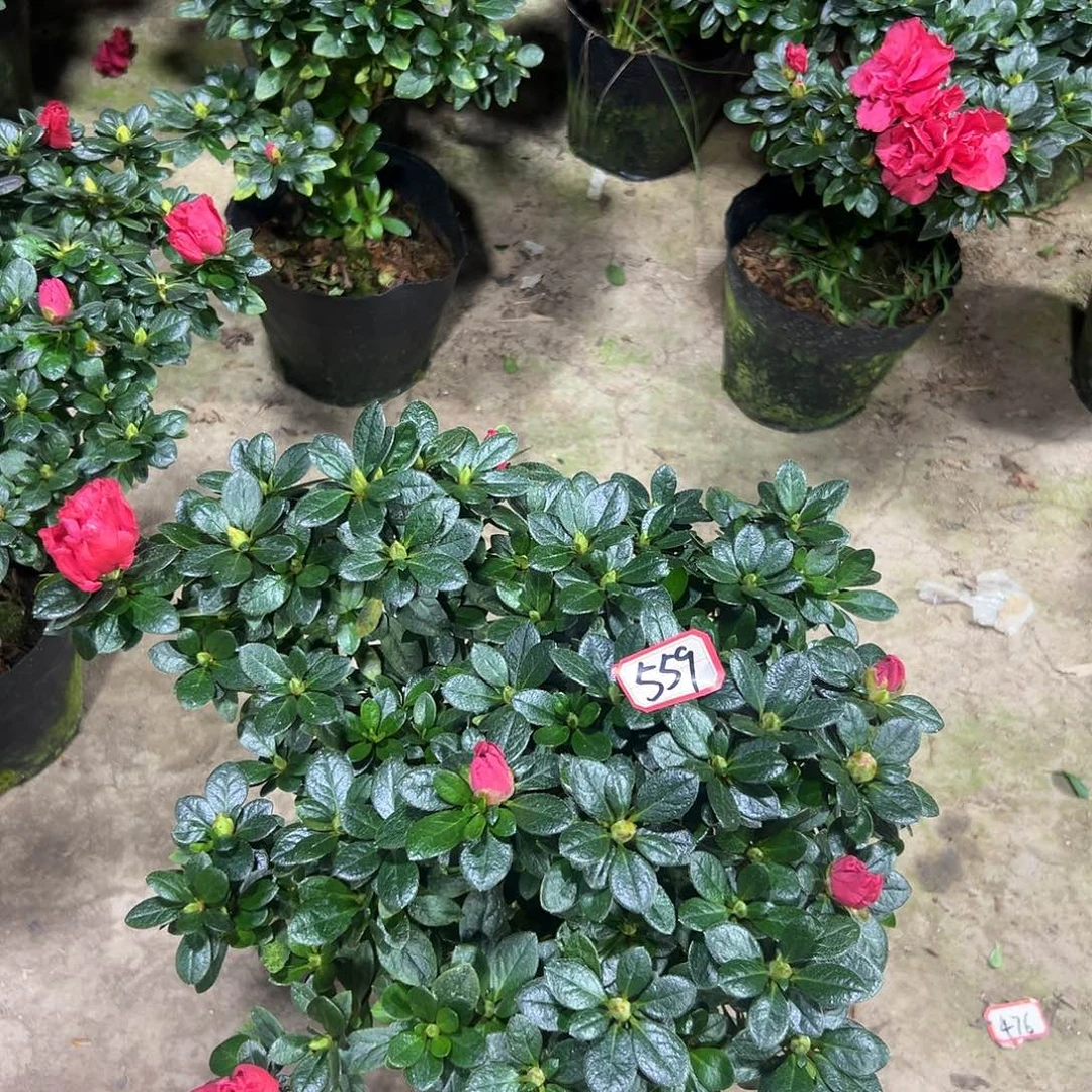 大部分花苞少量开放559