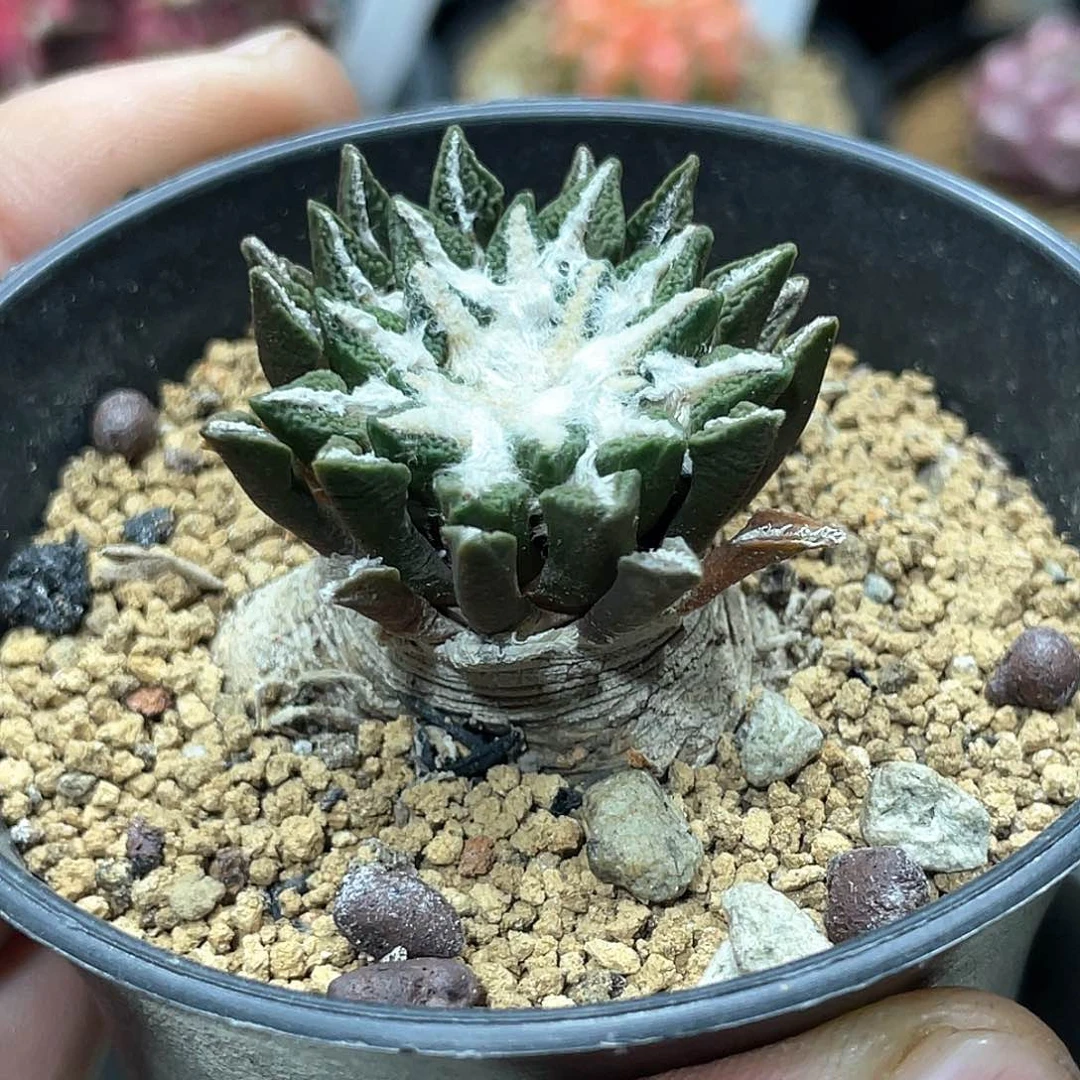 岩牡丹，实生根黑牡丹