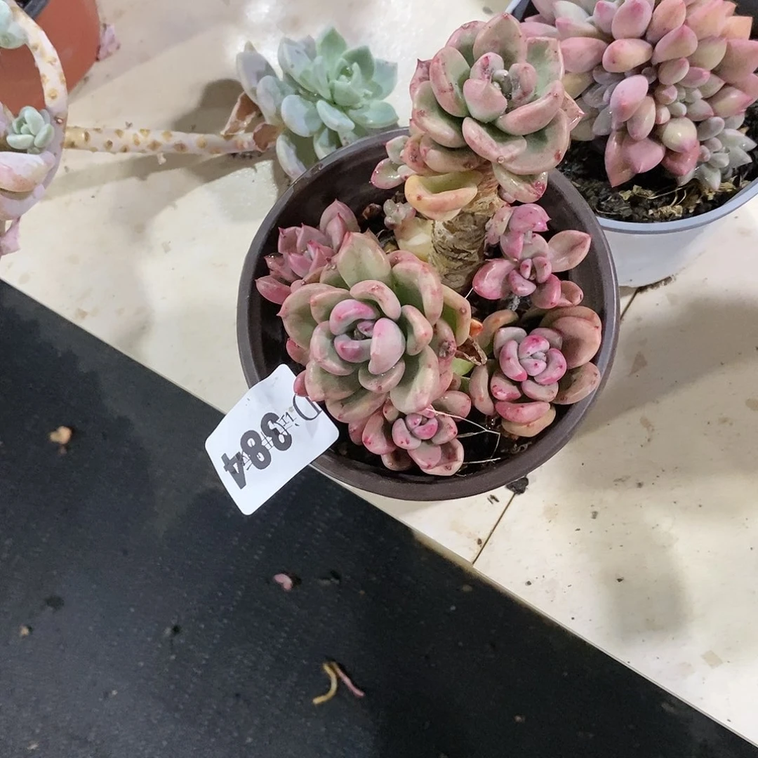 云****6384鳄梨多肉植物