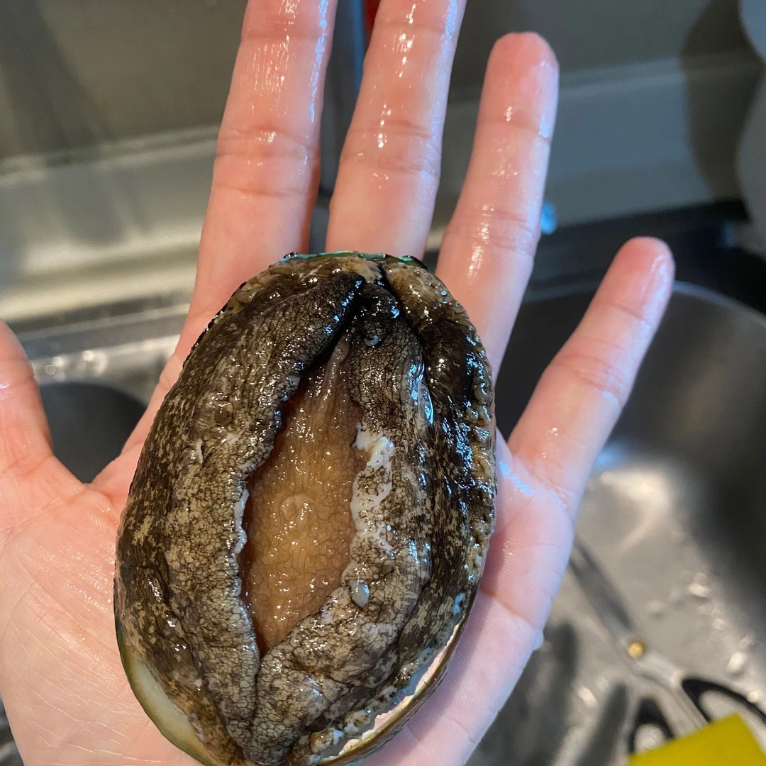 新鲜活鲍鱼500g/份