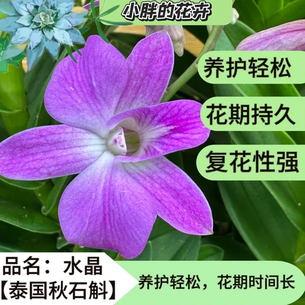 《水晶》秋石斛花期长，好养，不怕热，复花快