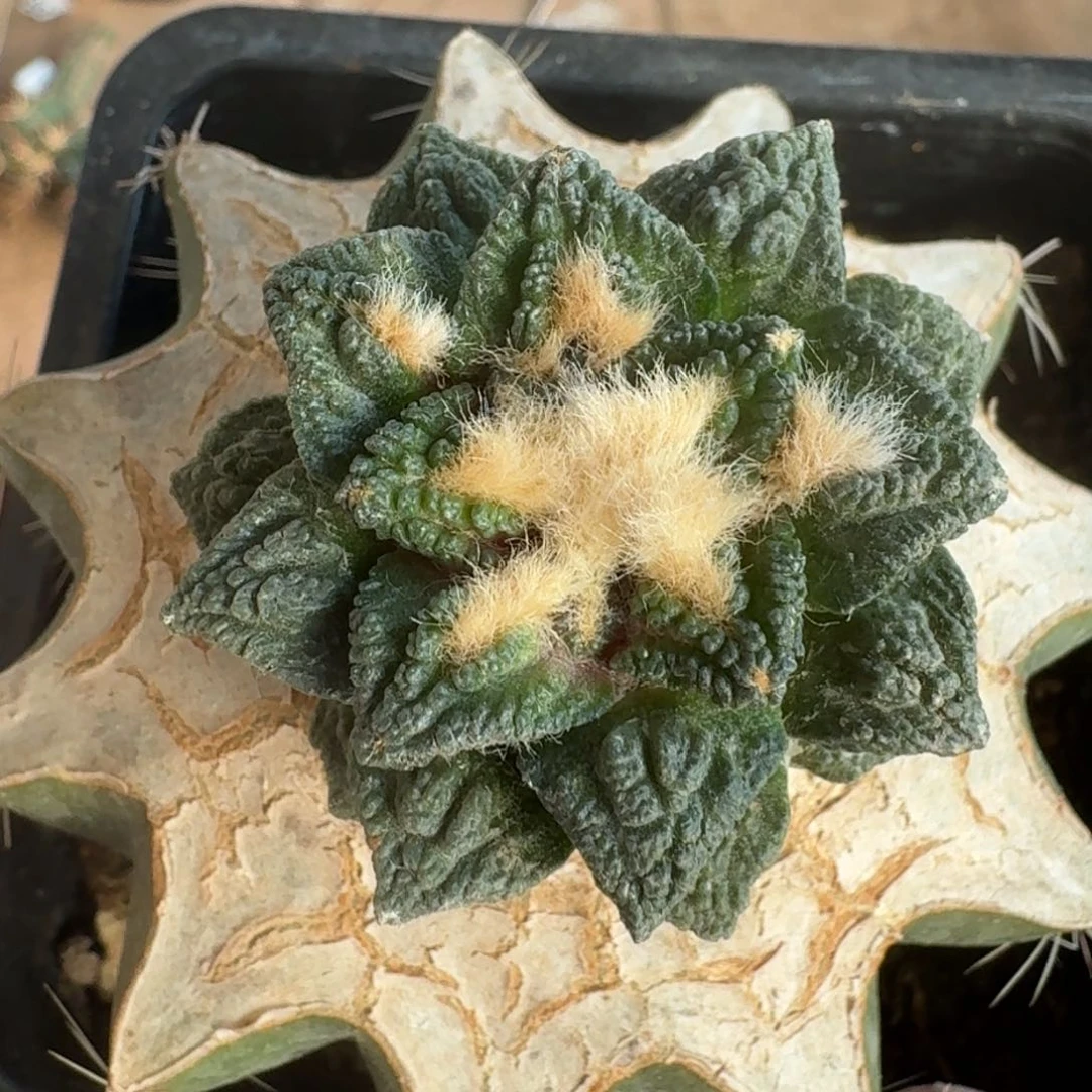 【闪购商品】风车螺旋辛顿342