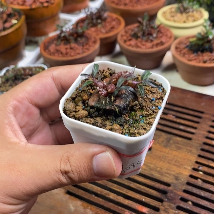 梅****无花朵米铁111111111111