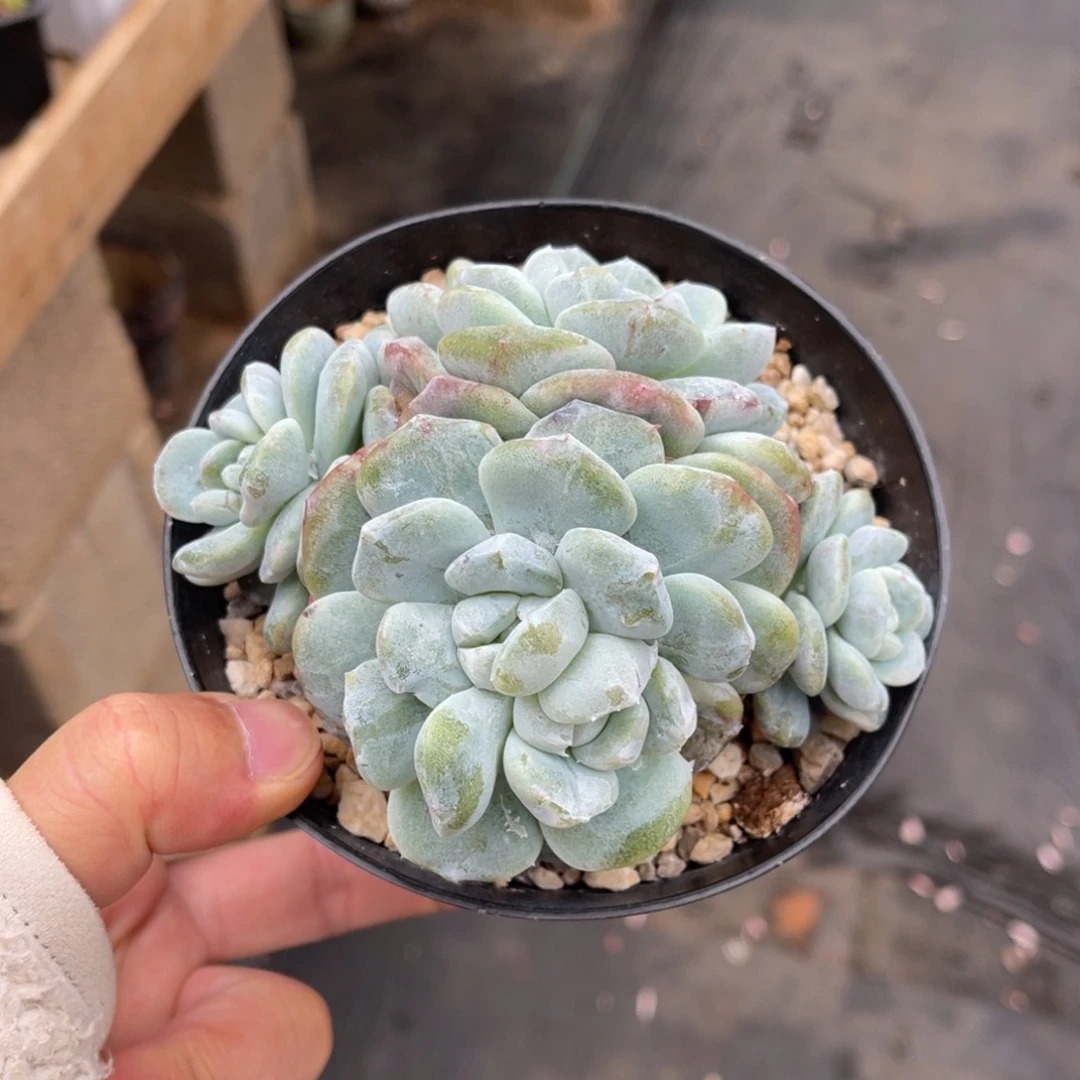 冰玉石化锦一物一拍不支持退换