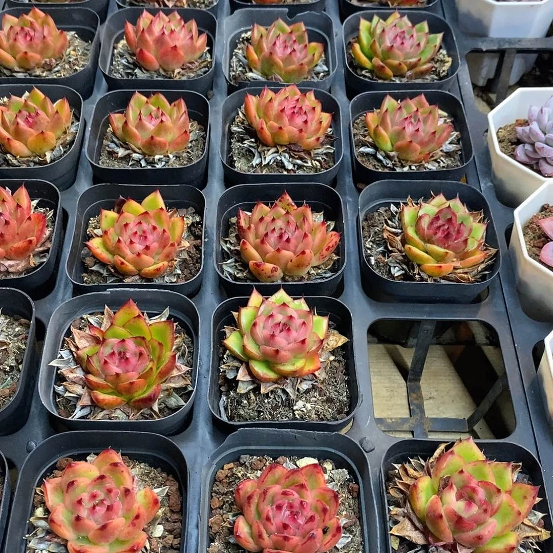 安斯顿，福利多多