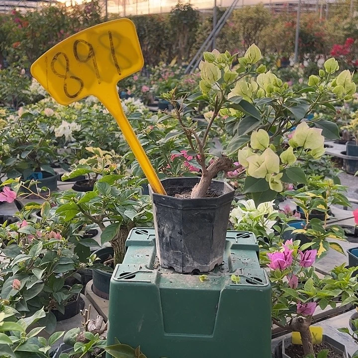 当前无花栽培后可以开花绿樱 大宝891