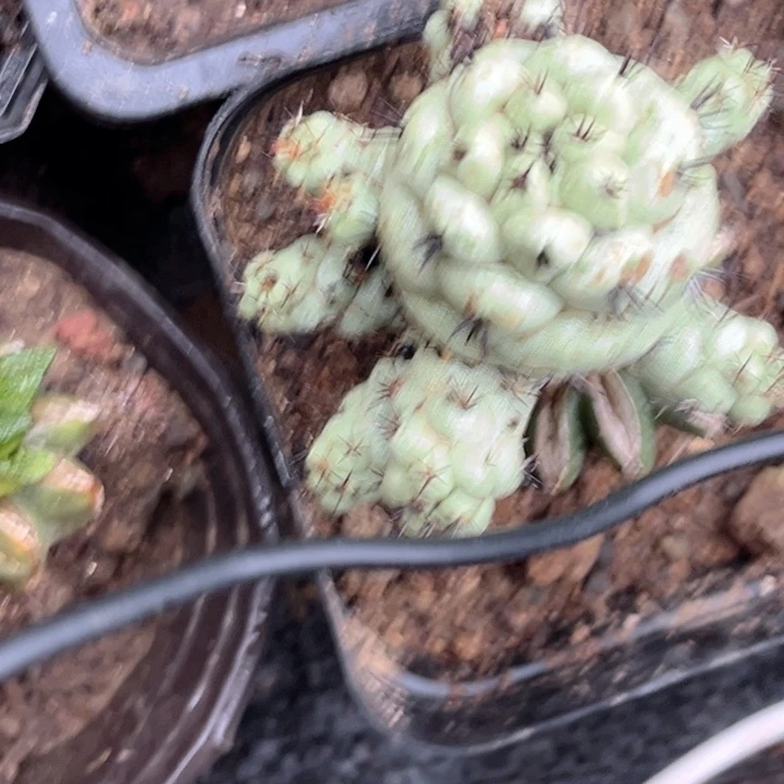 帝王丸子群头草球苗接