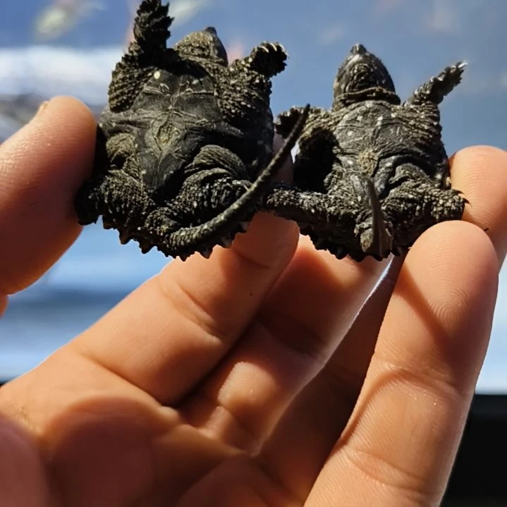 母宠物龟两只小鳄龟苗公母未知