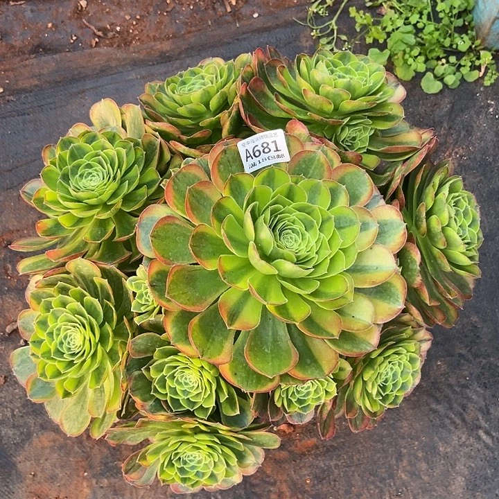 681奶白多肉植物