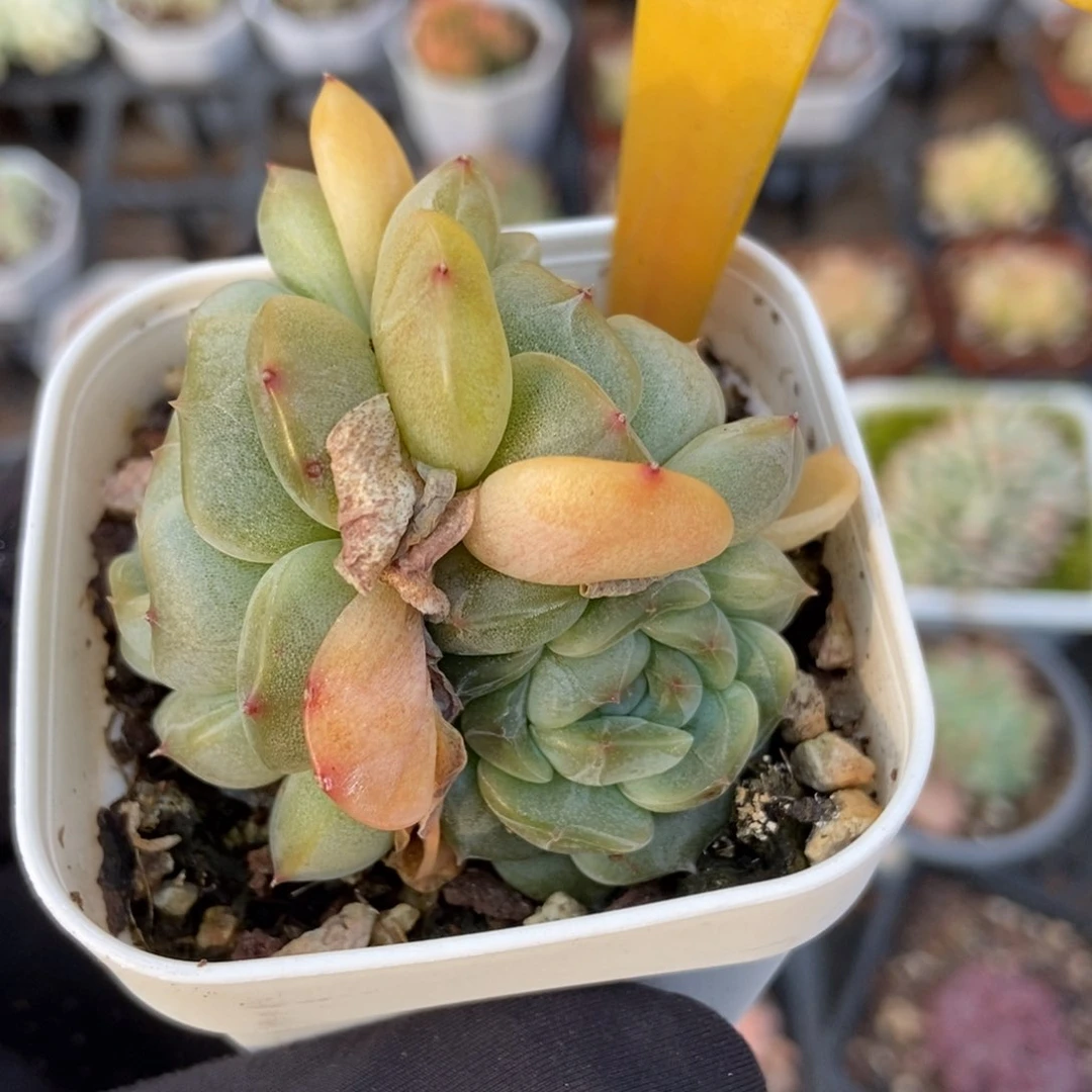 6121白恋duopoly is多肉植物