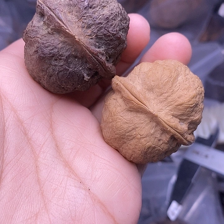 把件文玩核桃   74