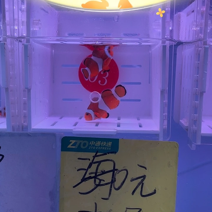 海水鱼精品黑边小丑鱼