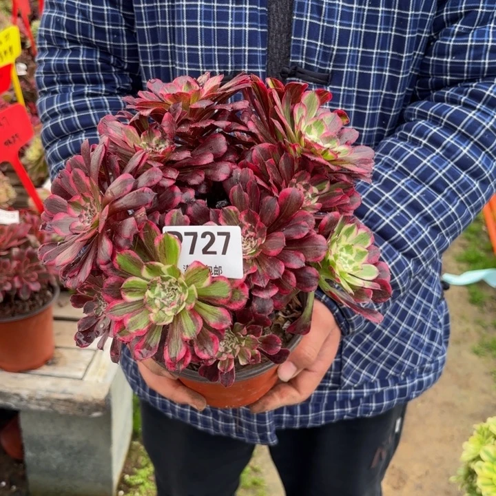 瑞妈，，。。。727同花顺