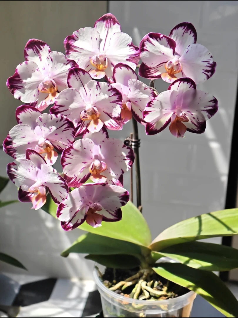 【哈根达斯】稀缺2.8寸高端蝴蝶兰苗返祖无售后