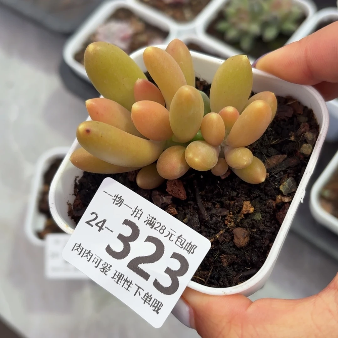 金蝉无盆土发货无