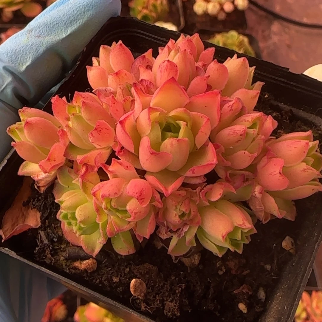 L663半城玫瑰橘子彤杂不含盆土