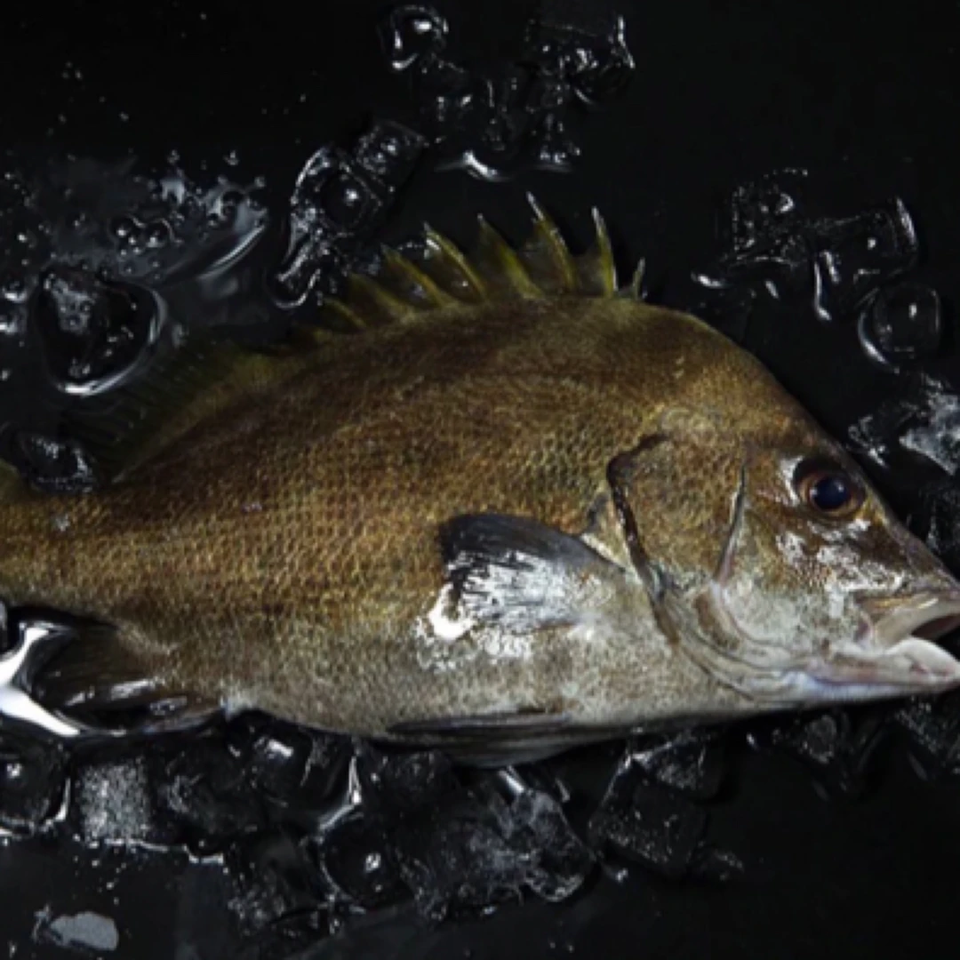 霞鲜生严选。东海海捕海鱼。保底十斤。