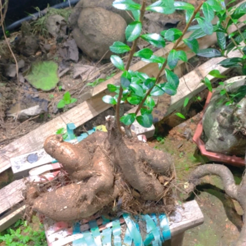 【闪购商品】无花朵