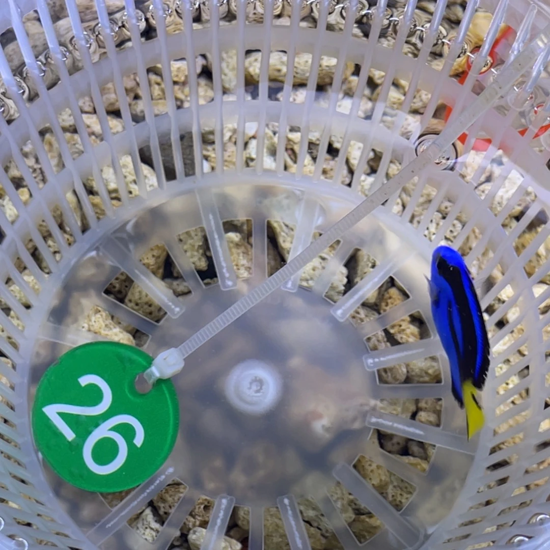 海水鱼蓝调一条顺丰包邮