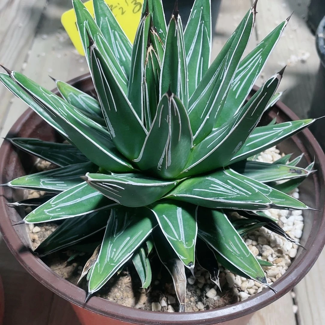 F****?宫本屉之雪龙舌兰包邮